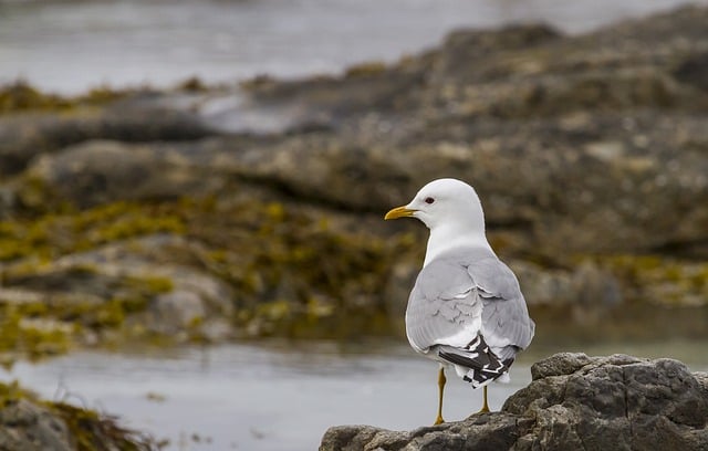 Free download bird gull sea sleet alga back free picture to be edited with GIMP free online image editor