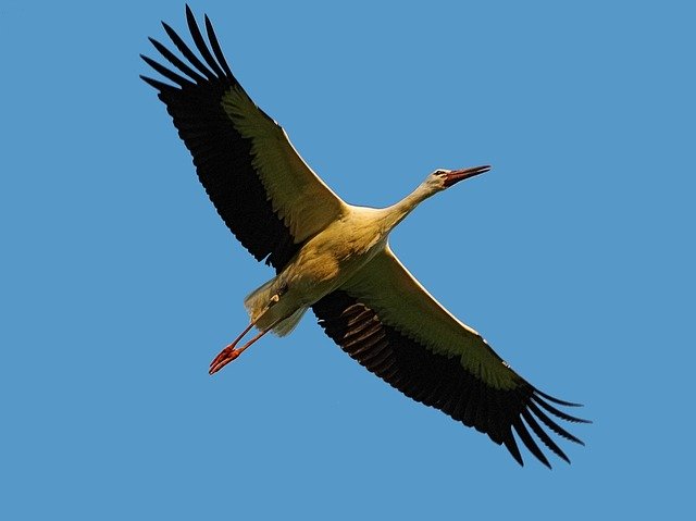 Free download Bird Habitat Stork Rattle -  free photo or picture to be edited with GIMP online image editor