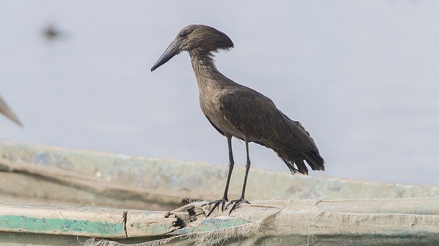 Free download Bird Hammerkop Nature -  free photo or picture to be edited with GIMP online image editor