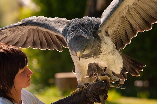 Free download bird harpy eagle ornithology free picture to be edited with GIMP free online image editor