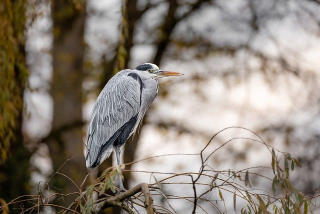 Free download bird heron beak species fauna free picture to be edited with GIMP free online image editor