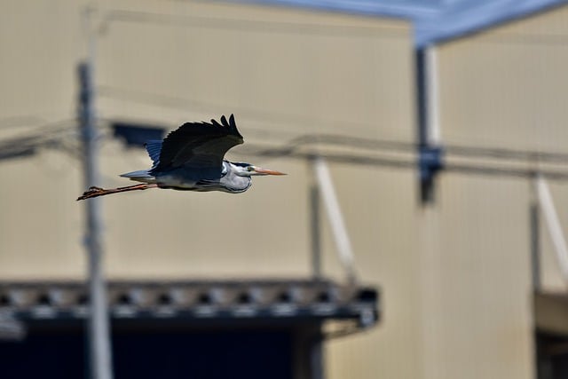 Free download bird heron ornithology species free picture to be edited with GIMP free online image editor