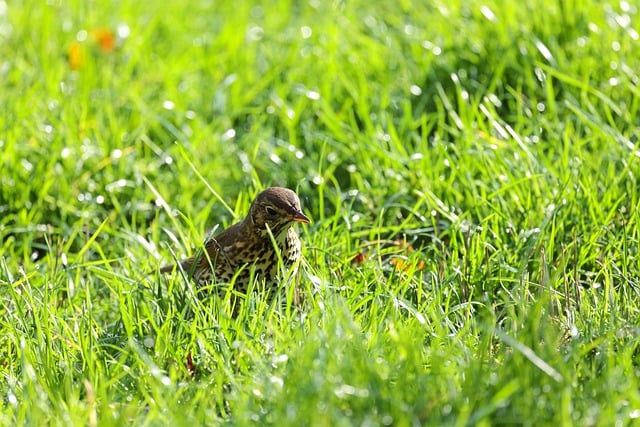 Free download bird hide grass green plumage free picture to be edited with GIMP free online image editor