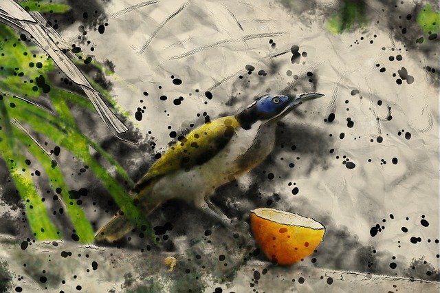 Free download Bird Honey Eater -  free illustration to be edited with GIMP free online image editor