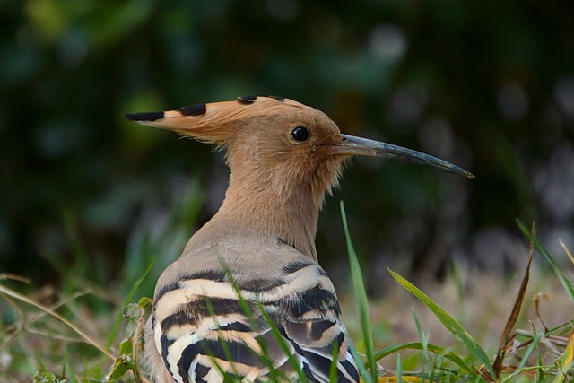 Free download bird hoopoe feathers wing pattern free picture to be edited with GIMP free online image editor