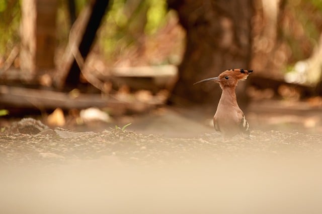 Free download bird hoopoe ornithology species free picture to be edited with GIMP free online image editor