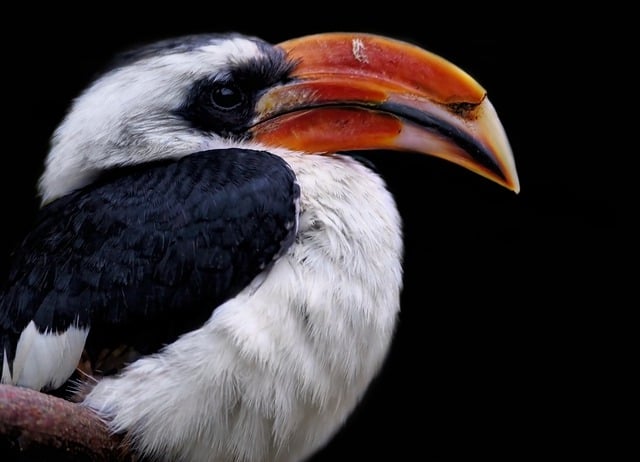 Free download bird hornbill free picture to be edited with GIMP free online image editor