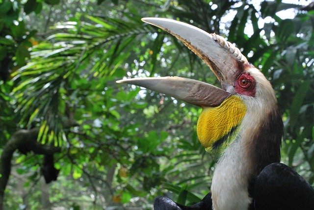 Free download Bird Hornbill Nature -  free illustration to be edited with GIMP free online image editor