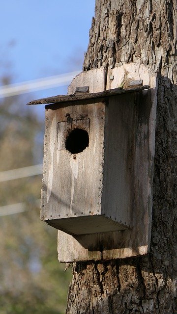 Free download Birdhouse Nature Bird -  free photo or picture to be edited with GIMP online image editor