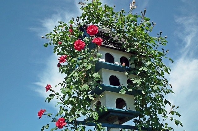 Free download Birdhouse Roses Flowers -  free photo or picture to be edited with GIMP online image editor