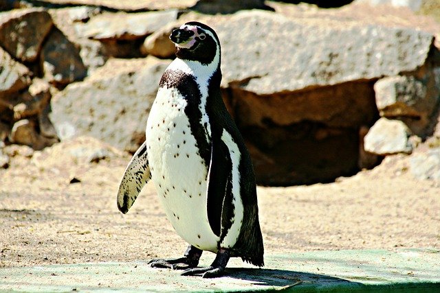 Free download bird humboldt penguin ornithology free picture to be edited with GIMP free online image editor