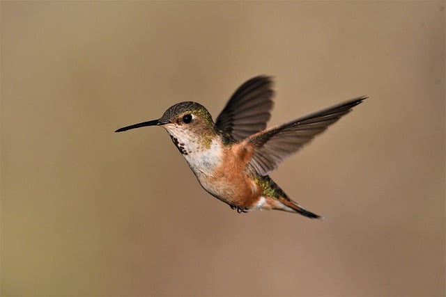 Free download bird hummingbird rufus nature free picture to be edited with GIMP free online image editor