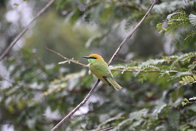 Free download bird hyderabad creation telangana free picture to be edited with GIMP free online image editor