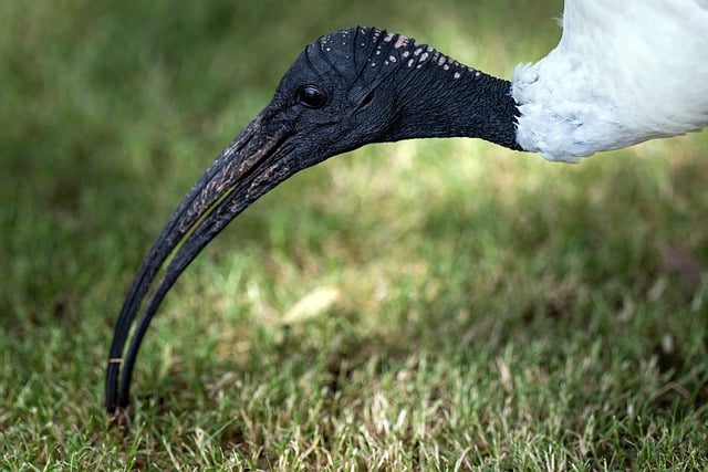 Free download bird ibis australian white ibis free picture to be edited with GIMP free online image editor