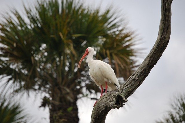 Free download bird ibis ornithology species free picture to be edited with GIMP free online image editor