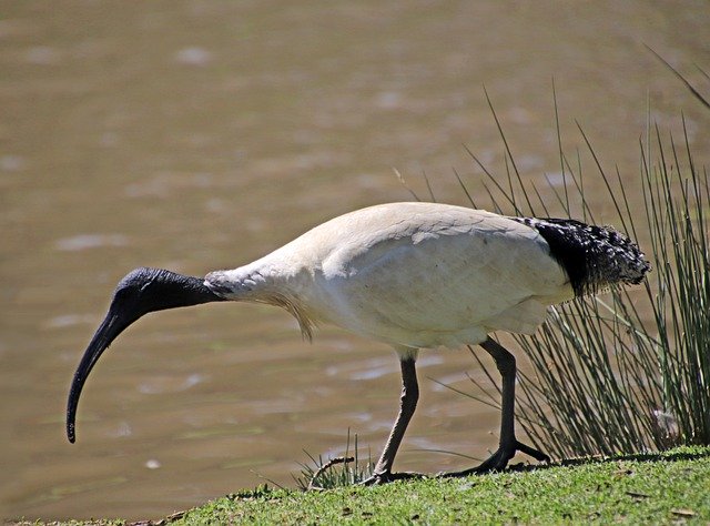 Free download Bird Ibis Wildlife -  free photo or picture to be edited with GIMP online image editor