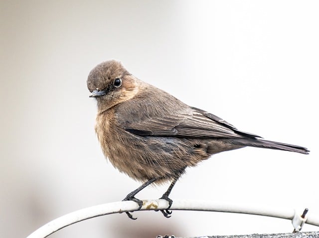 Free download bird indian chat ornithology free picture to be edited with GIMP free online image editor