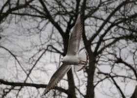 免费下载Bird In Flight Copy免费照片或图片以使用GIMP在线图像编辑器进行编辑