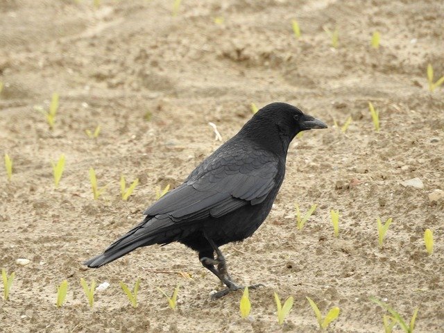 Free download Bird Jackdaw Crow -  free photo or picture to be edited with GIMP online image editor