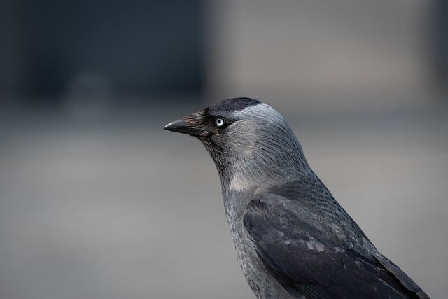 Free download bird jackdaw western jackdaw free picture to be edited with GIMP free online image editor