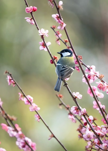 Free download bird japanese tit red plum free picture to be edited with GIMP free online image editor