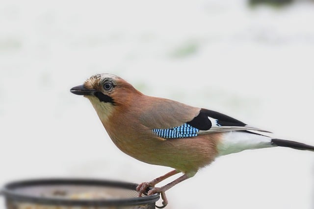 Free download bird jay bird watching ornithology free picture to be edited with GIMP free online image editor