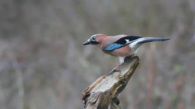 Free download bird jay corvid avian european free picture to be edited with GIMP free online image editor