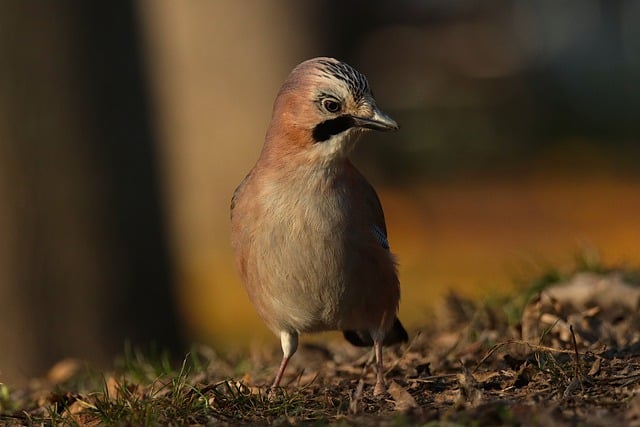 Free download bird jay nature animal feathers free picture to be edited with GIMP free online image editor