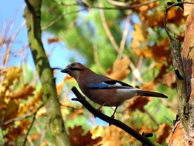 Free download Bird Jay Tree -  free photo or picture to be edited with GIMP online image editor