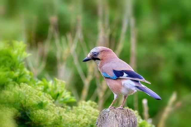 Free download bird jay wildlife birds of prey free picture to be edited with GIMP free online image editor