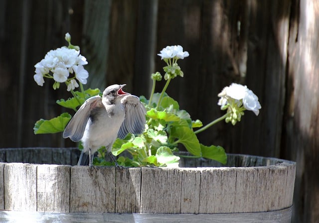 Free download bird jay wildlife feathers free picture to be edited with GIMP free online image editor