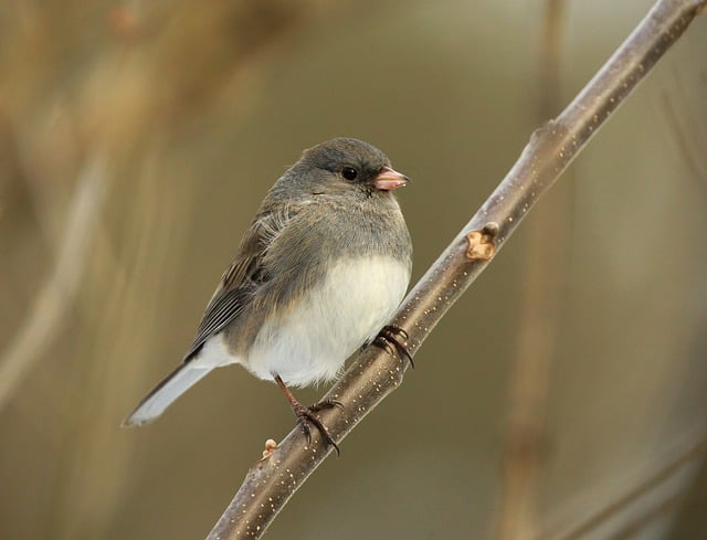 Free download bird junco ornithology species free picture to be edited with GIMP free online image editor