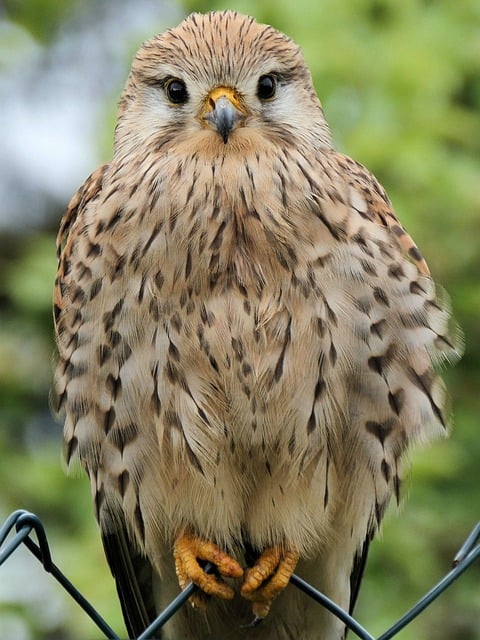 Free download bird kestrel birds of prey free picture to be edited with GIMP free online image editor