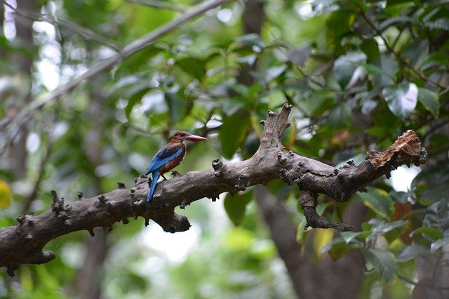 Free download Bird Kingfisher Nature -  free photo or picture to be edited with GIMP online image editor