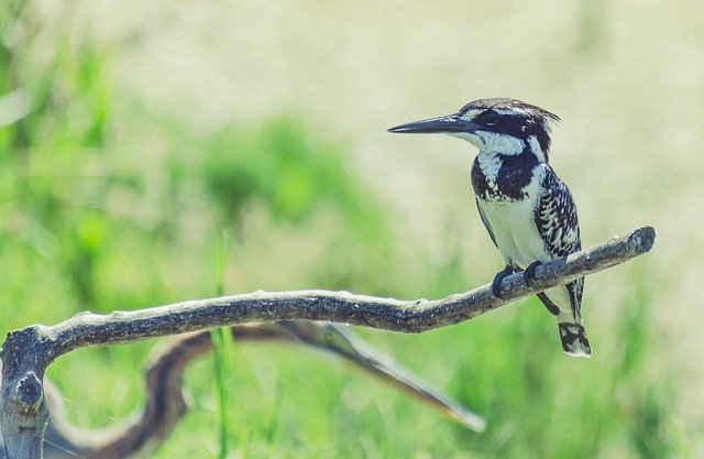 Free download bird kingfisher pied nature animal free picture to be edited with GIMP free online image editor