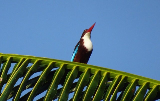 Free download Bird Kingfisher White-Throated -  free photo or picture to be edited with GIMP online image editor