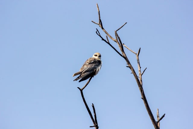 Free download bird kite black kite birdwatching free picture to be edited with GIMP free online image editor