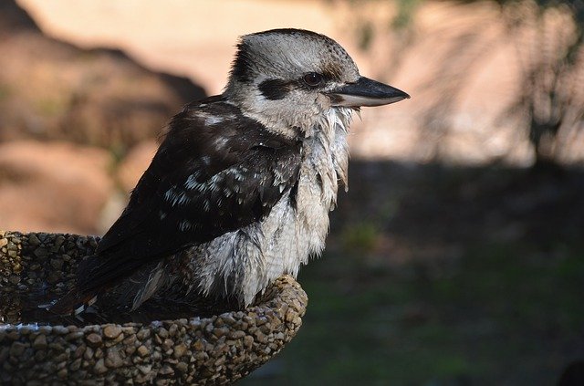 Free download Bird Kookaburra -  free photo or picture to be edited with GIMP online image editor