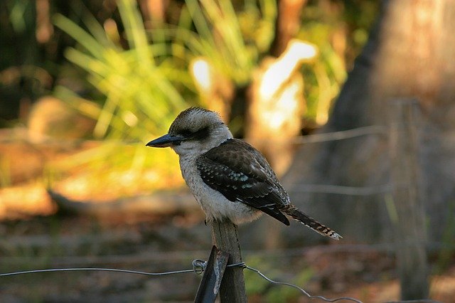 Free download Bird Kookaburra Australia -  free photo or picture to be edited with GIMP online image editor