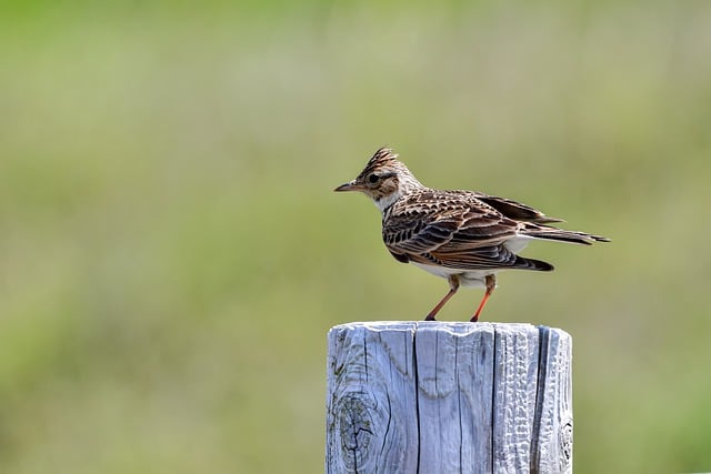 Free download bird lark beak woods animal free picture to be edited with GIMP free online image editor