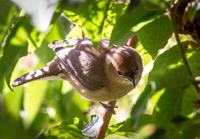 Free download Bird Leaves Tree Animal -  free photo or picture to be edited with GIMP online image editor