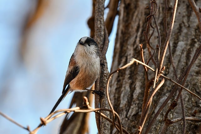 Free download bird long tailed tit forest woods free picture to be edited with GIMP free online image editor