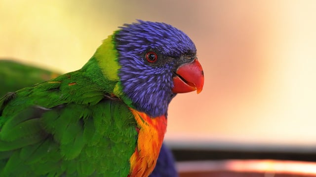 Free download bird loriini parrot ornithology free picture to be edited with GIMP free online image editor