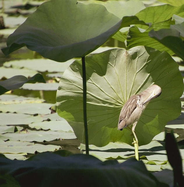 Free download bird lotus leaves yellow bittern free picture to be edited with GIMP free online image editor