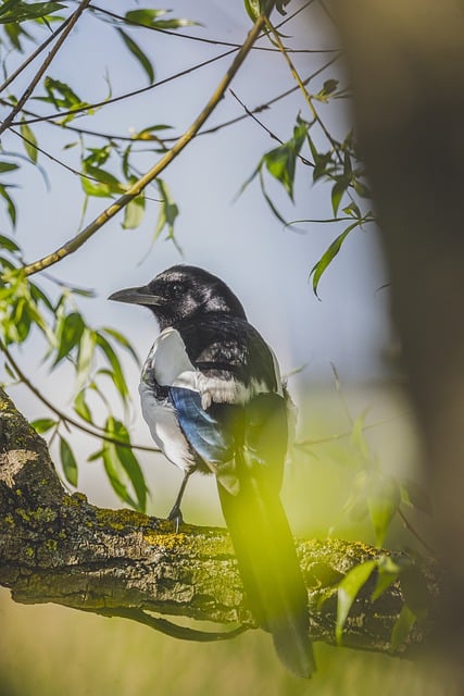 Free download bird magpie ornithology species free picture to be edited with GIMP free online image editor