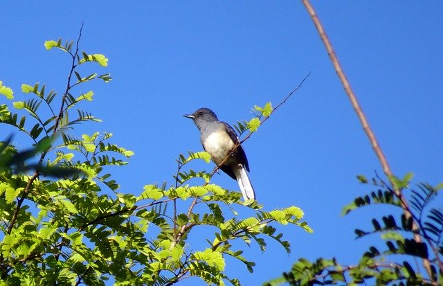 Free download Bird Magpie Robin Copsychus -  free photo or picture to be edited with GIMP online image editor