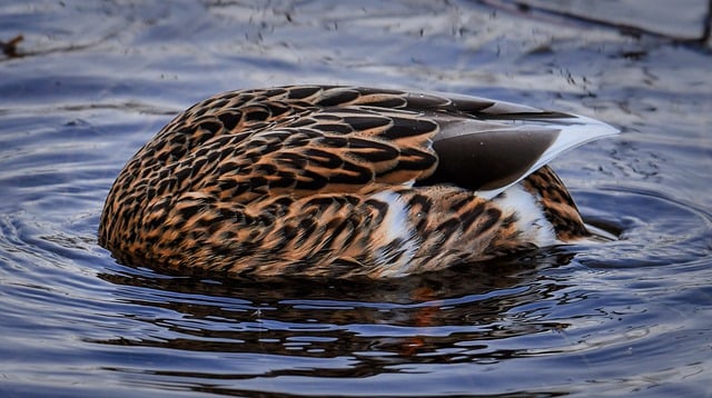 Free download bird mallard diver water animals free picture to be edited with GIMP free online image editor