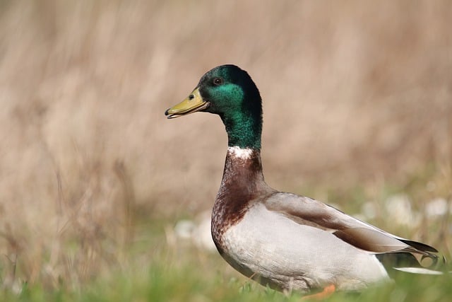 Free download bird mallard ornithology animal free picture to be edited with GIMP free online image editor