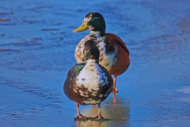 Free download bird mallard ornithology duck free picture to be edited with GIMP free online image editor