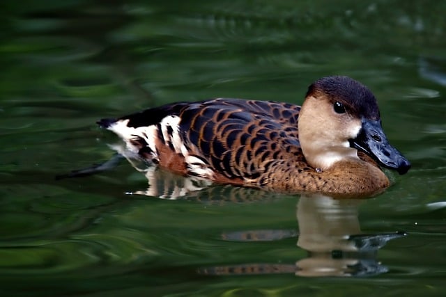 Free download bird mandarin duck water bird free picture to be edited with GIMP free online image editor